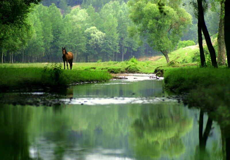 Brown Horse in Field — Green, Serene