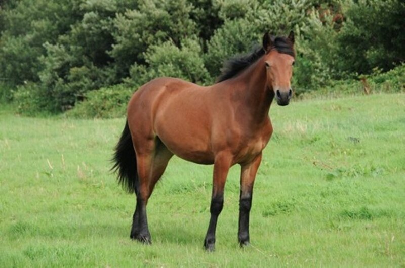 Brown Horse in Field — Green