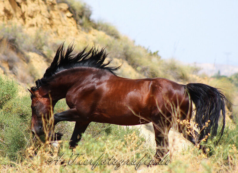 Brown Horse in Field — Natural