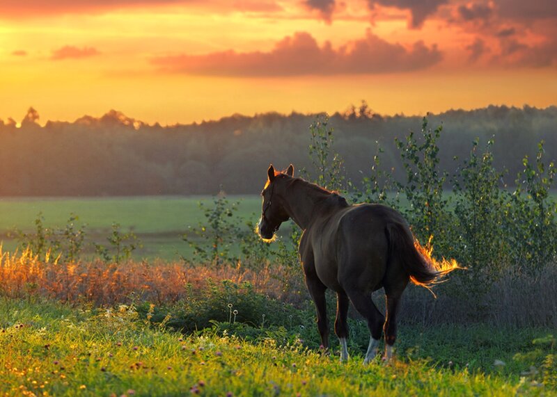 Brown Horse in Field — Orange, Serene, Sunset
