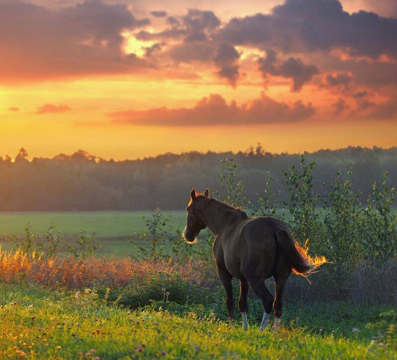 Brown Horse in Field — Orange, Serene