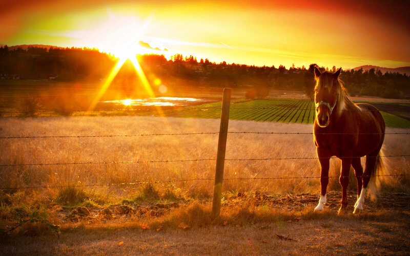 Brown Horse in Field — Orange