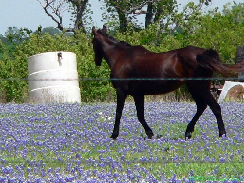 Brown Horse in Field — Purple, Serene