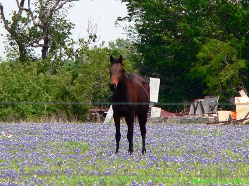 Brown Horse in Field — Purple