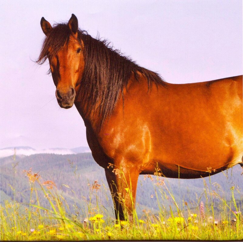 Brown Horse in Field — Serene, Afternoon, Photograph, Grass, Flowers