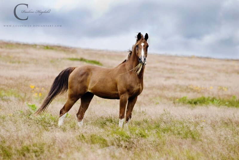 Brown Horse in Field — Serene, Afternoon, Photograph, Grass, Sky