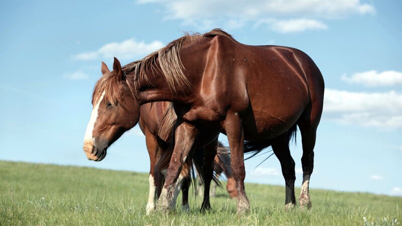Brown Horse in Field — Serene, Afternoon, Photograph, Grass