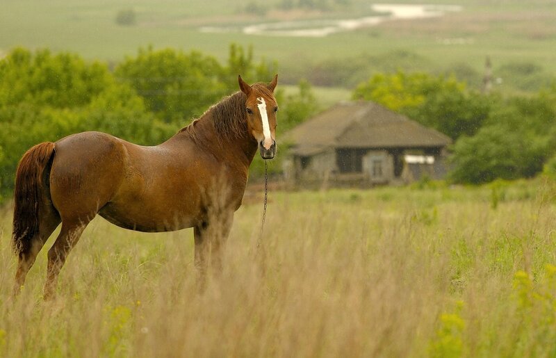 Brown Horse in Field — Serene, Afternoon, Photograph, House