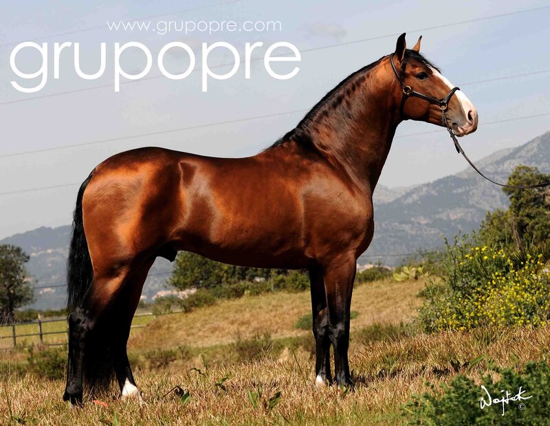 Brown Horse in Field — Serene, Afternoon, Photograph, Mountains, Grass