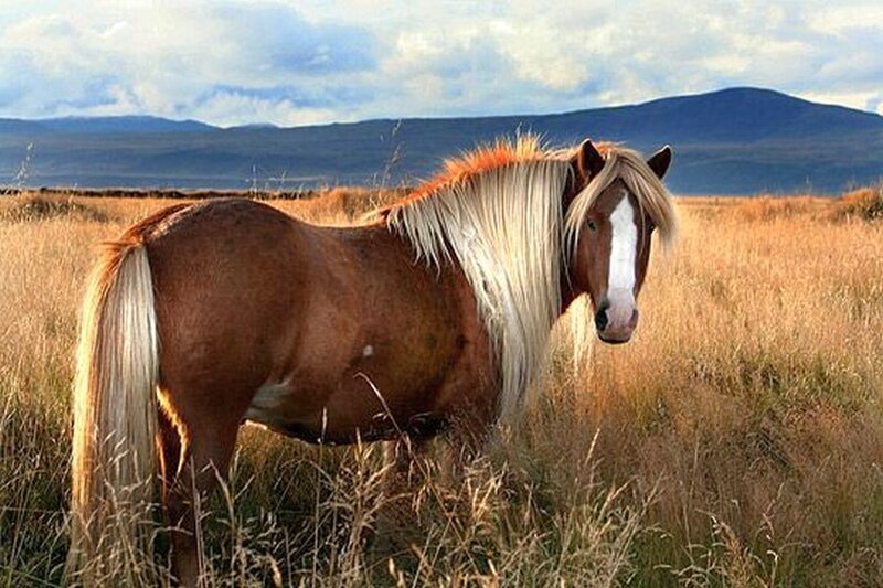 Brown Horse in Field — Serene, Afternoon, Photograph, Mountains