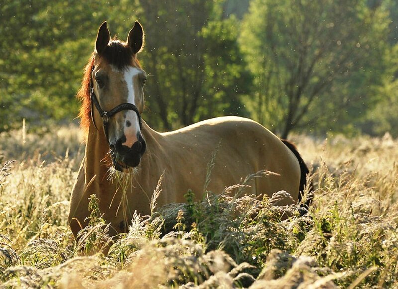 Brown Horse in Field — Serene, Afternoon, Photograph