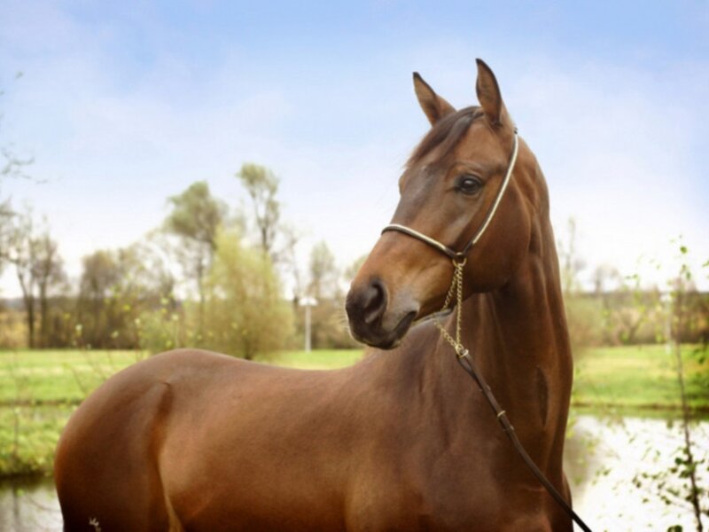 Brown Horse in Field — Serene, Afternoon, Photograph, Trees, Pond