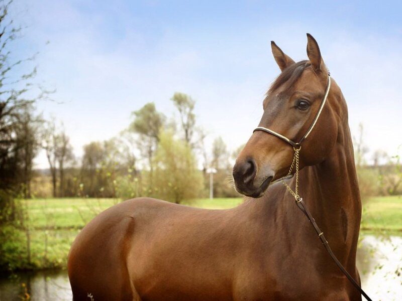 Brown Horse in Field — Serene, Afternoon, Photograph, Trees, Sky