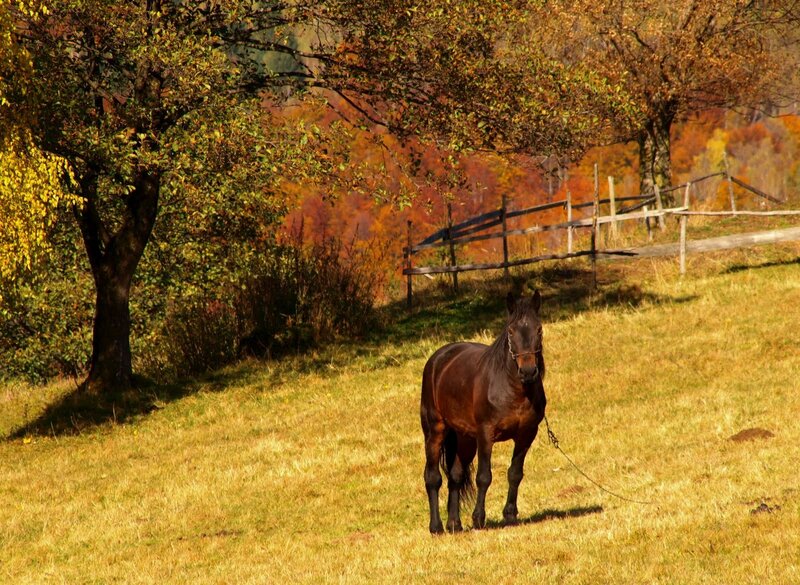 Brown Horse in Field — Serene, Autumn