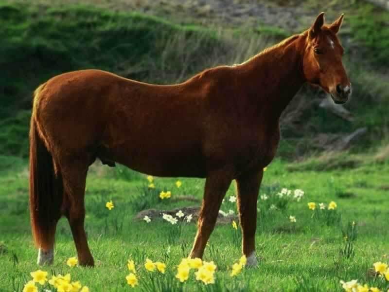 Brown Horse in Field — Serene, Spring, Photograph