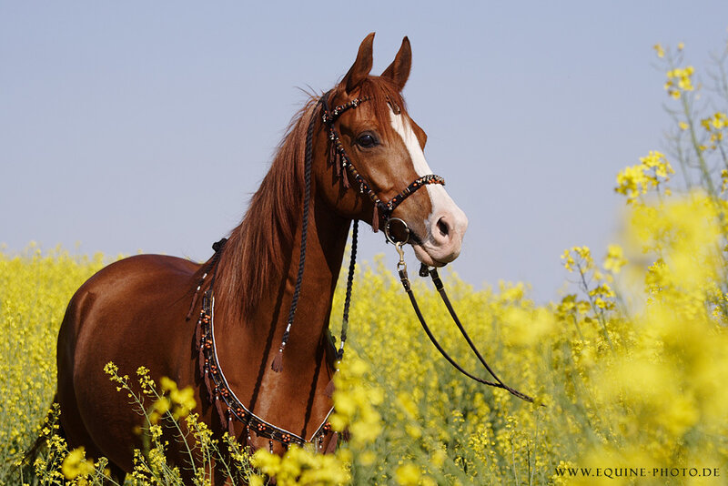 Brown Horse in Field — Serene, Spring