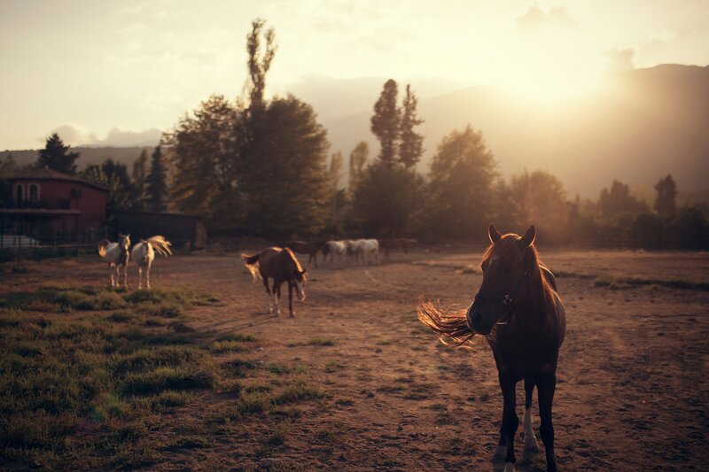 Brown Horse in Field — Serene, Sunset, Photograph, Horses