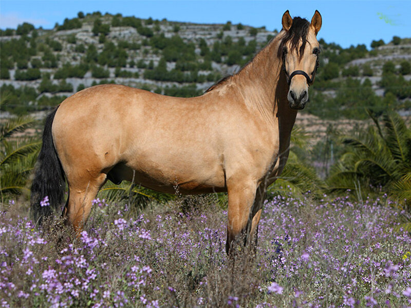 Brown Horse in Field — Tan