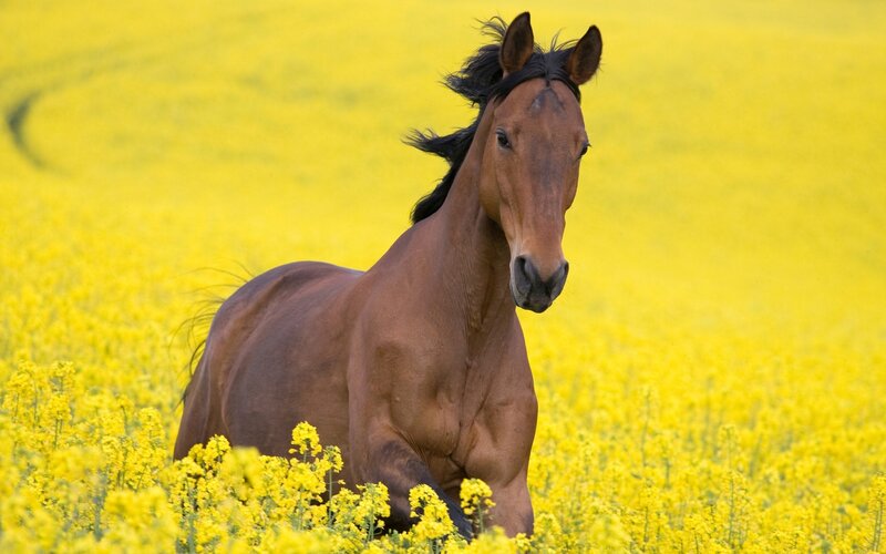Brown Horse in Field — Yellow, Calm