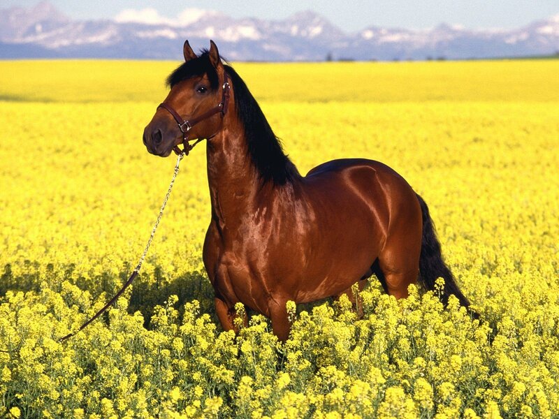 Brown Horse in Field — Yellow, Serene, Afternoon, Photograph, Yellow Flowers, Mountains