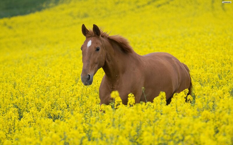 Brown Horse in Field — Yellow, Serene, Spring