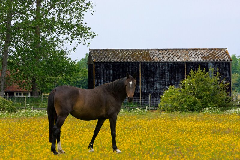 Brown Horse in Field — Yellow, Serene, Summer, Photograph
