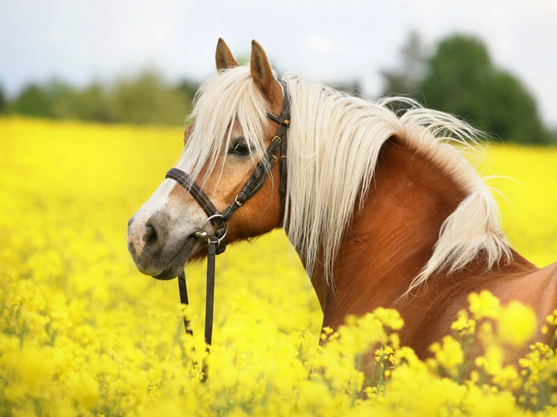 Brown Horse in Field — Yellow, Serene, Summer