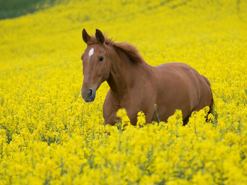 Brown Horse in Field — Yellow, Serene
