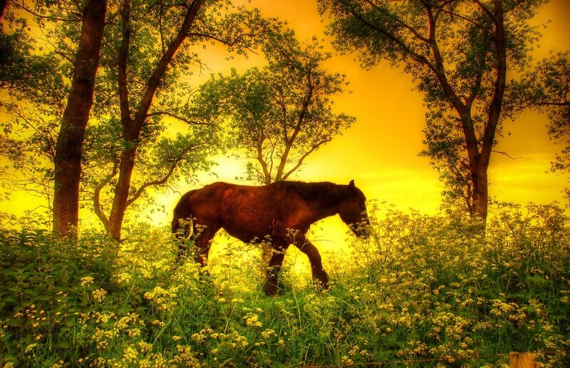 Brown Horse in Field — Yellow