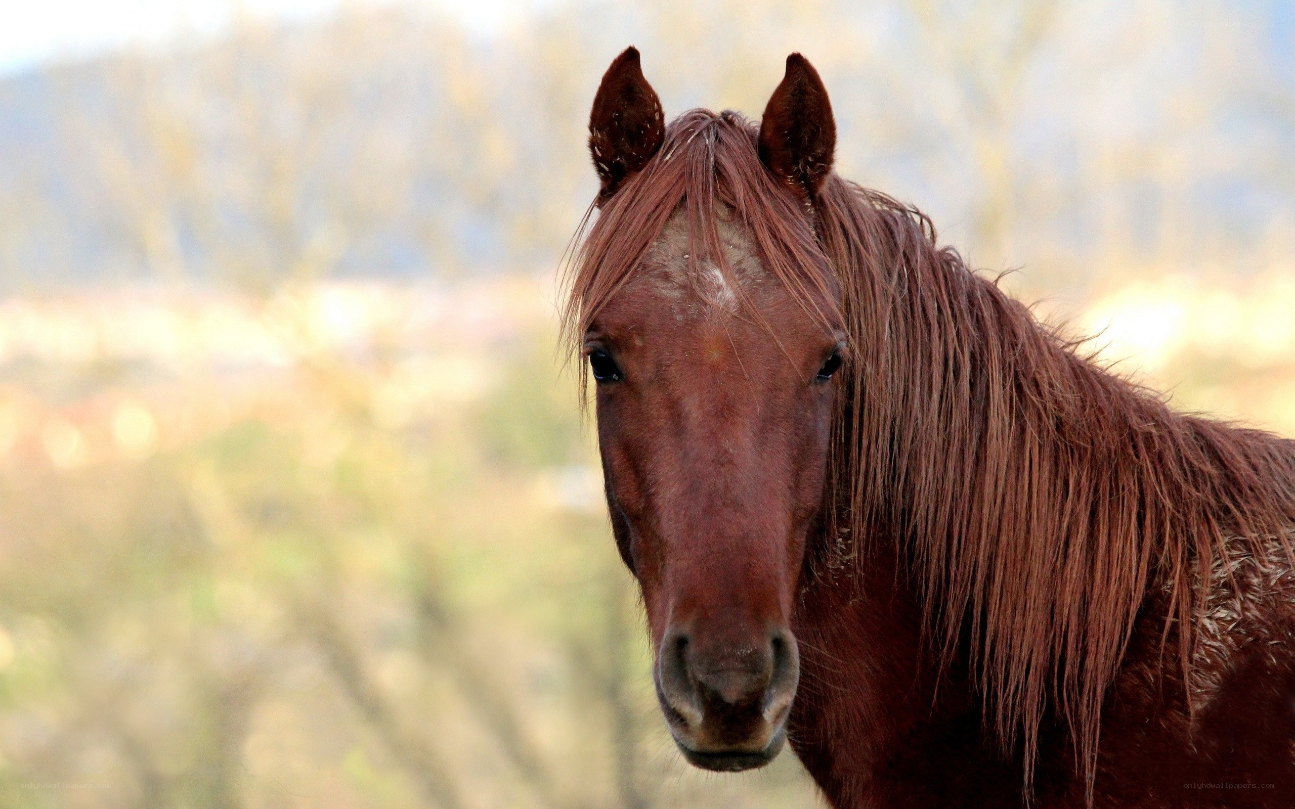 brown horse in field