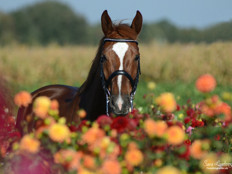 Brown Horse in Flowers