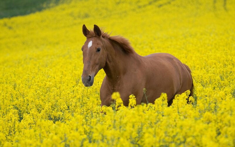 Brown Horse in Flowers — Yellow