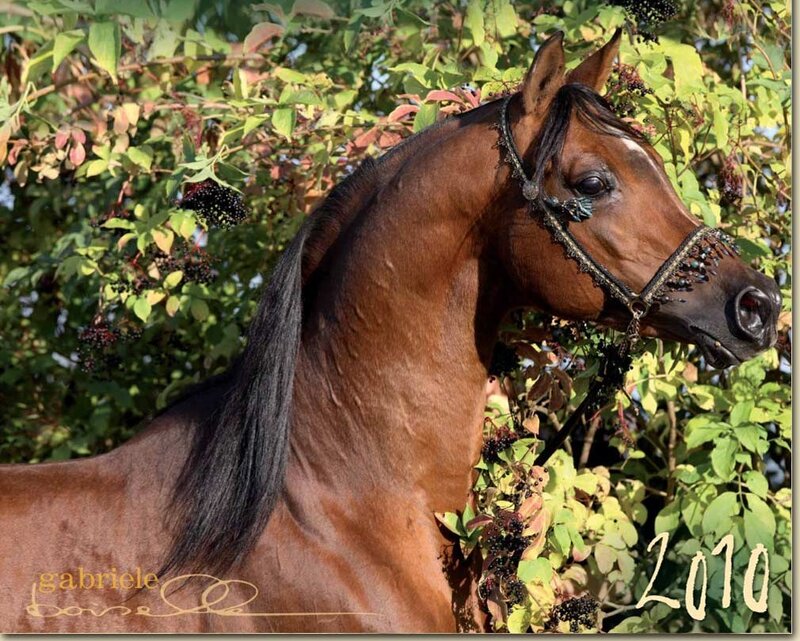 brown horse in foliage