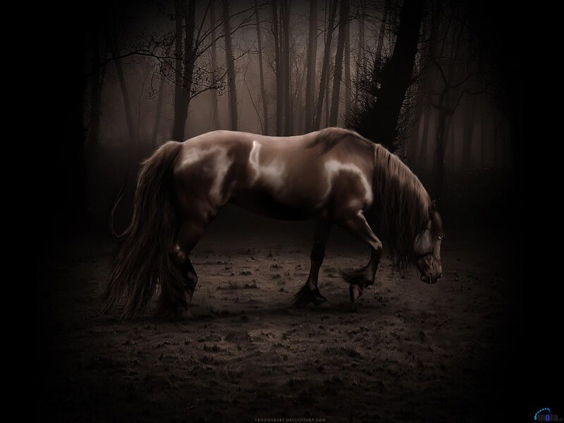 Brown Horse in Forest — Dark, Night