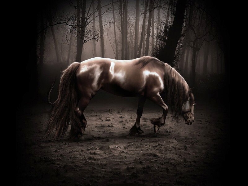 Brown Horse in Forest — Dark