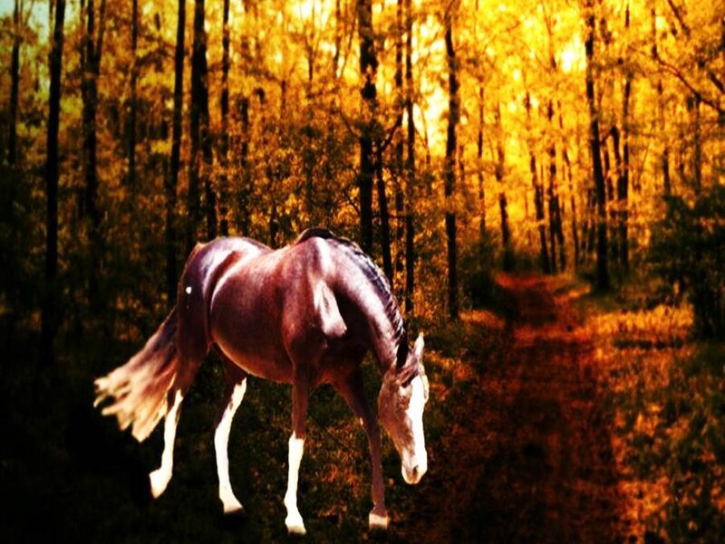 Brown Horse in Forest — Gold