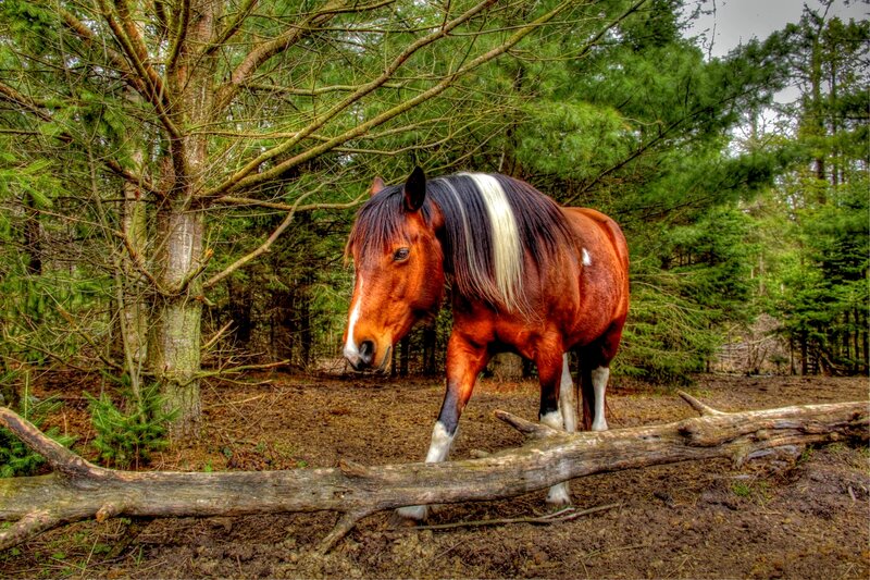 Brown Horse in Forest — Natural