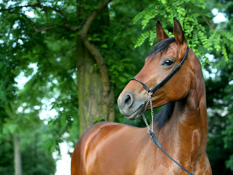 Brown Horse in Forest — Serene, Afternoon, Photograph
