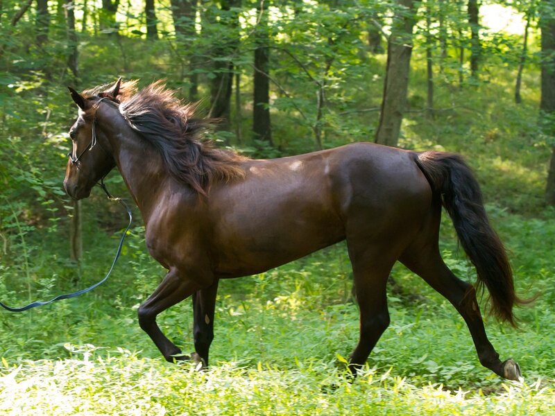 Brown Horse in Forest — Serene, Afternoon