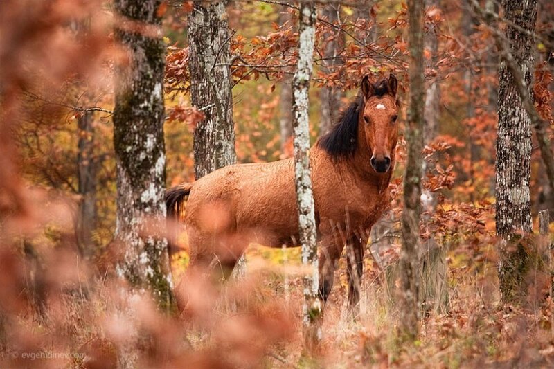 Brown Horse in Forest — Serene, Autumn