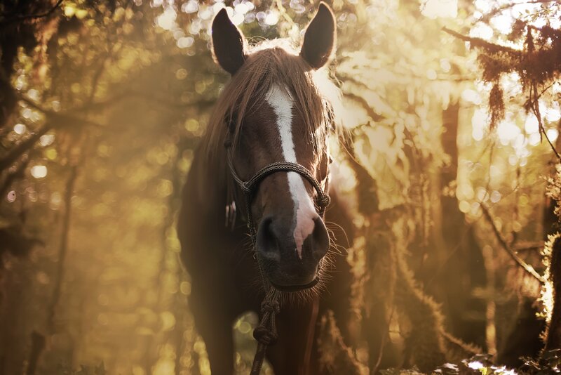 Brown Horse in Forest — Serene, Sunset