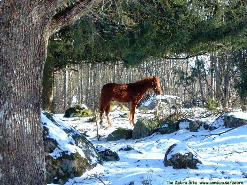 Brown Horse in Forest — Serene, Winter