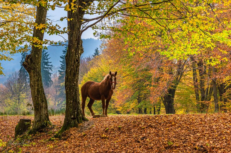 Brown Horse in Forest — Yellow