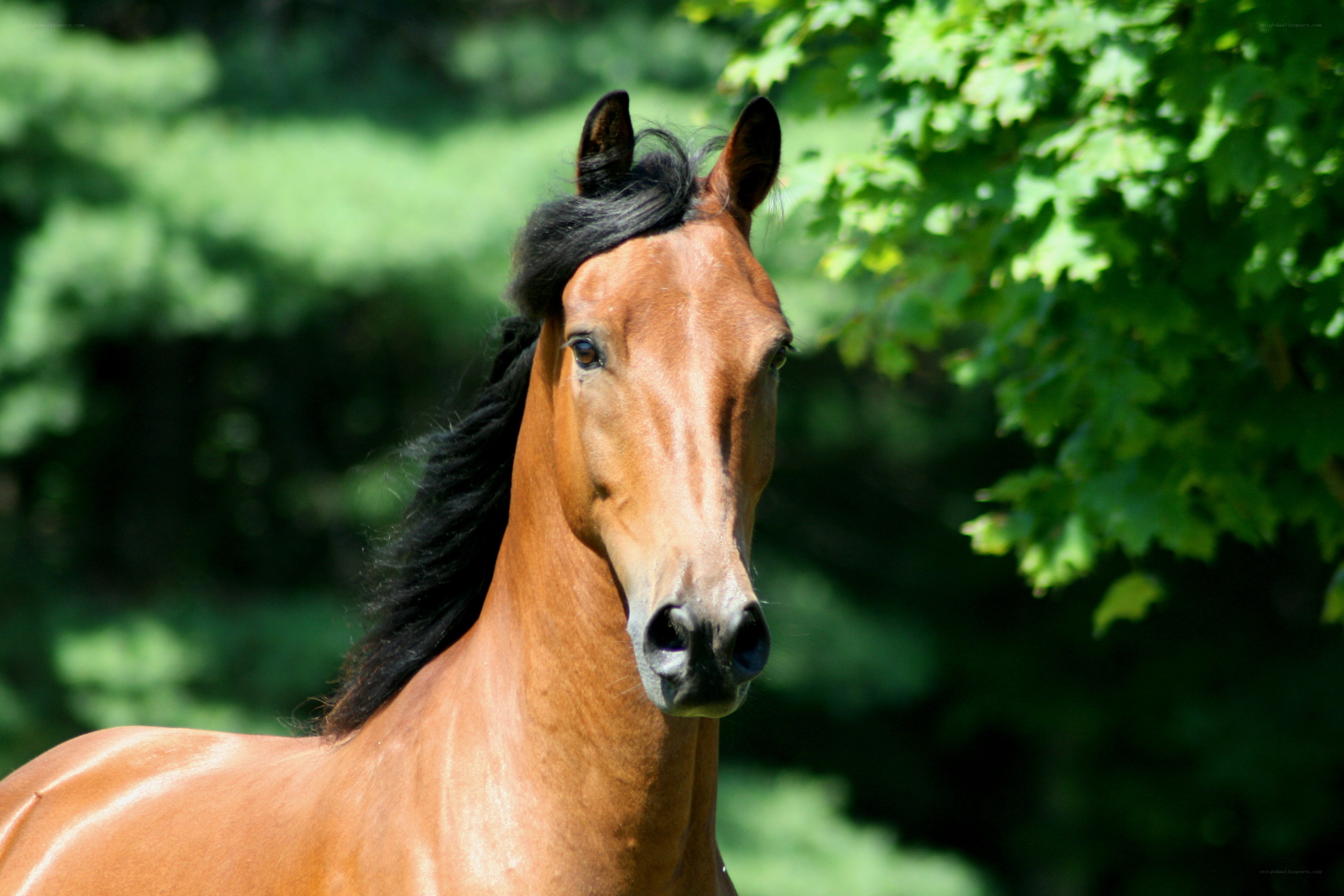 brown horse in forest