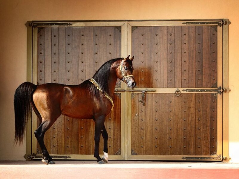 Brown Horse in Front of Door