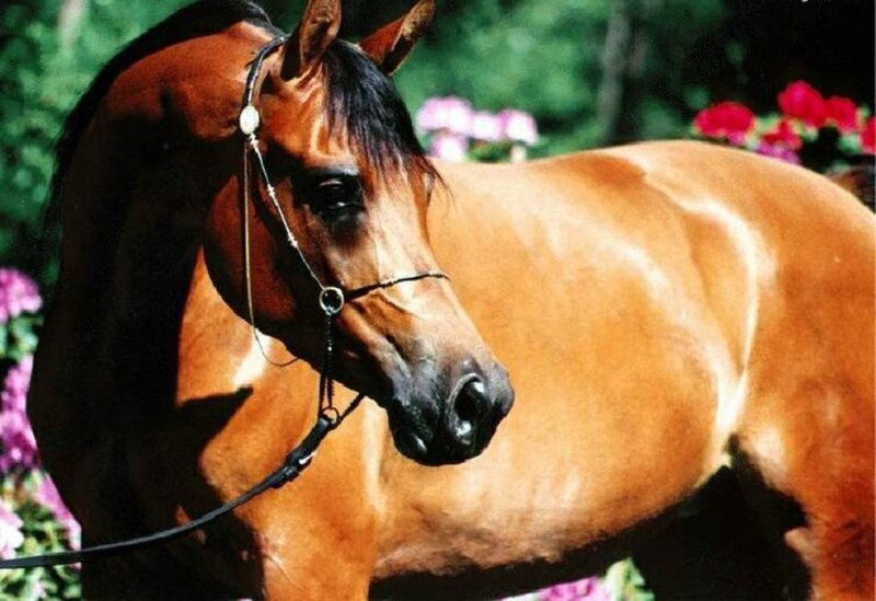 Brown Horse in Garden — Calm, Afternoon