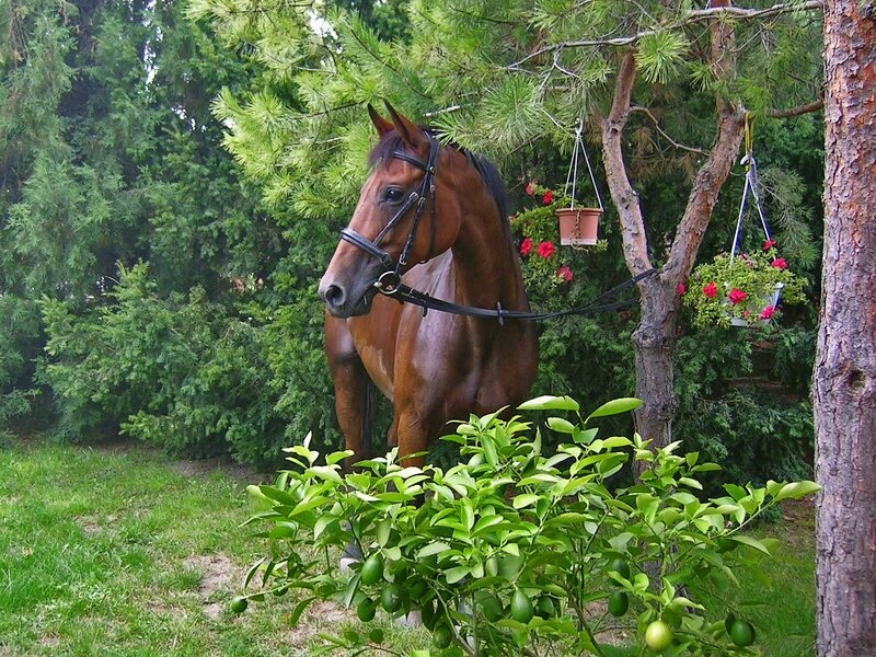 Brown Horse in Garden — Green