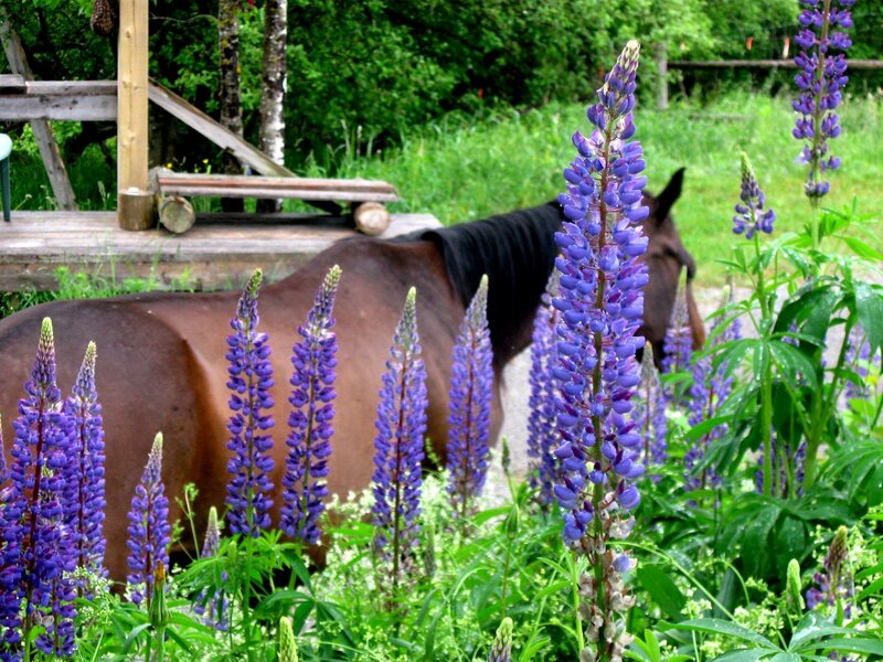 Brown Horse in Garden — Purple