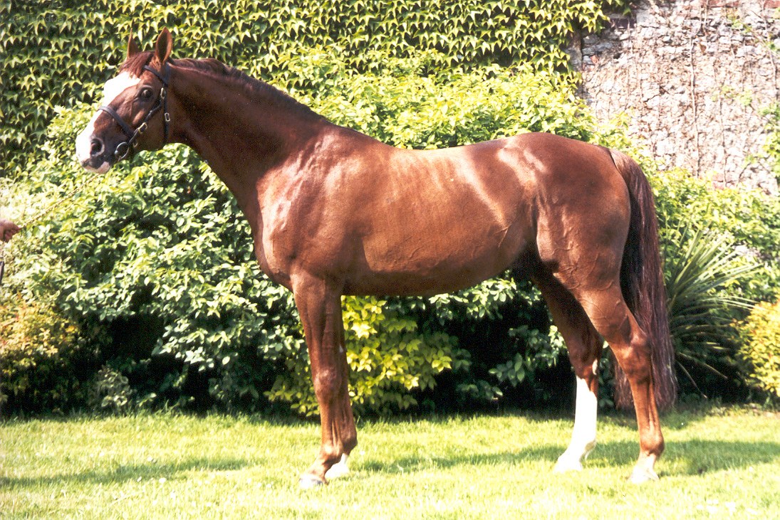 brown horse in garden