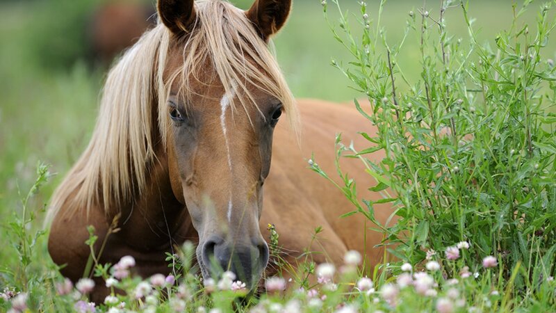Brown Horse in Grass — Calm